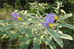 Solanum elaeagnifolium